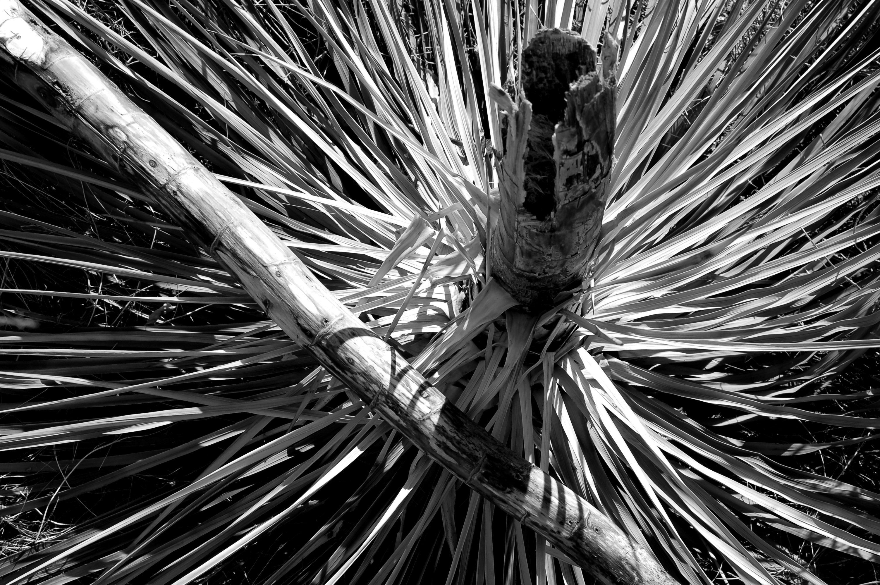 Metal Agave Sculpture