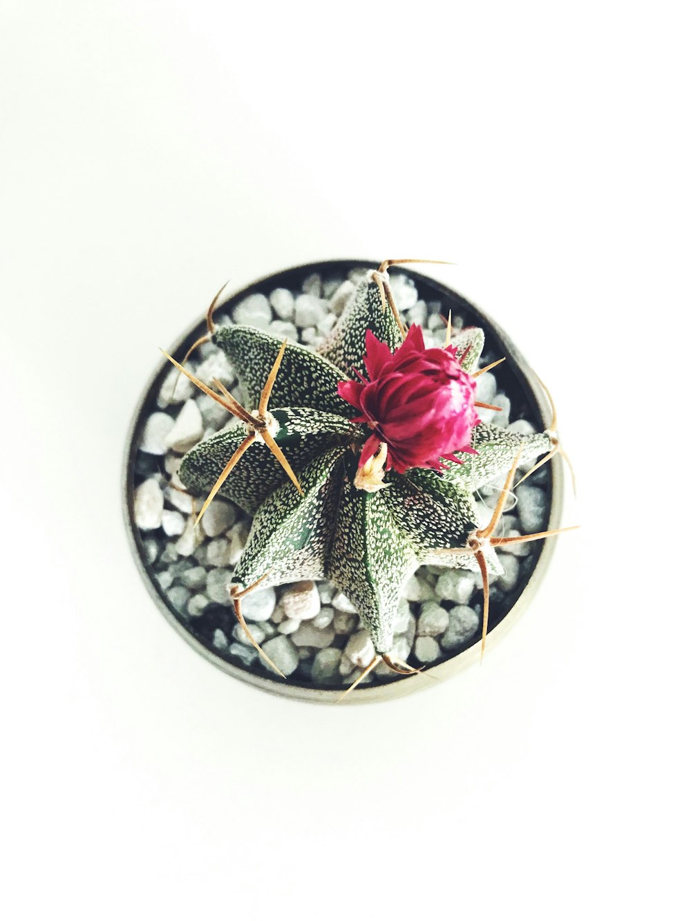 fleur de cactus rouge