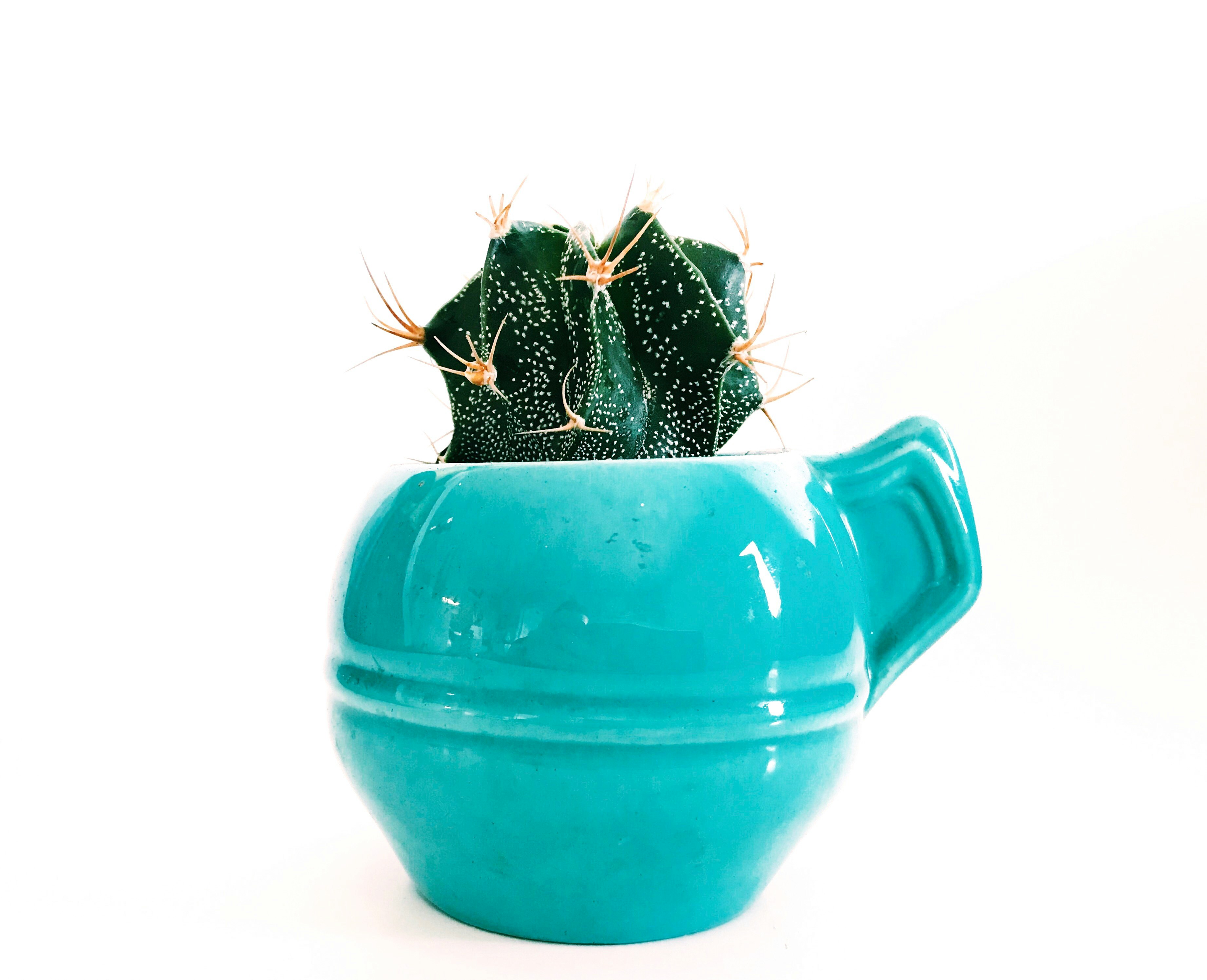 green succulent on blue ceramic pot