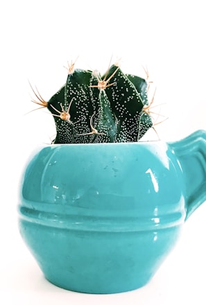 green succulent on blue ceramic pot