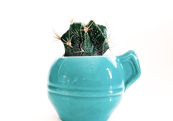 green succulent on blue ceramic pot