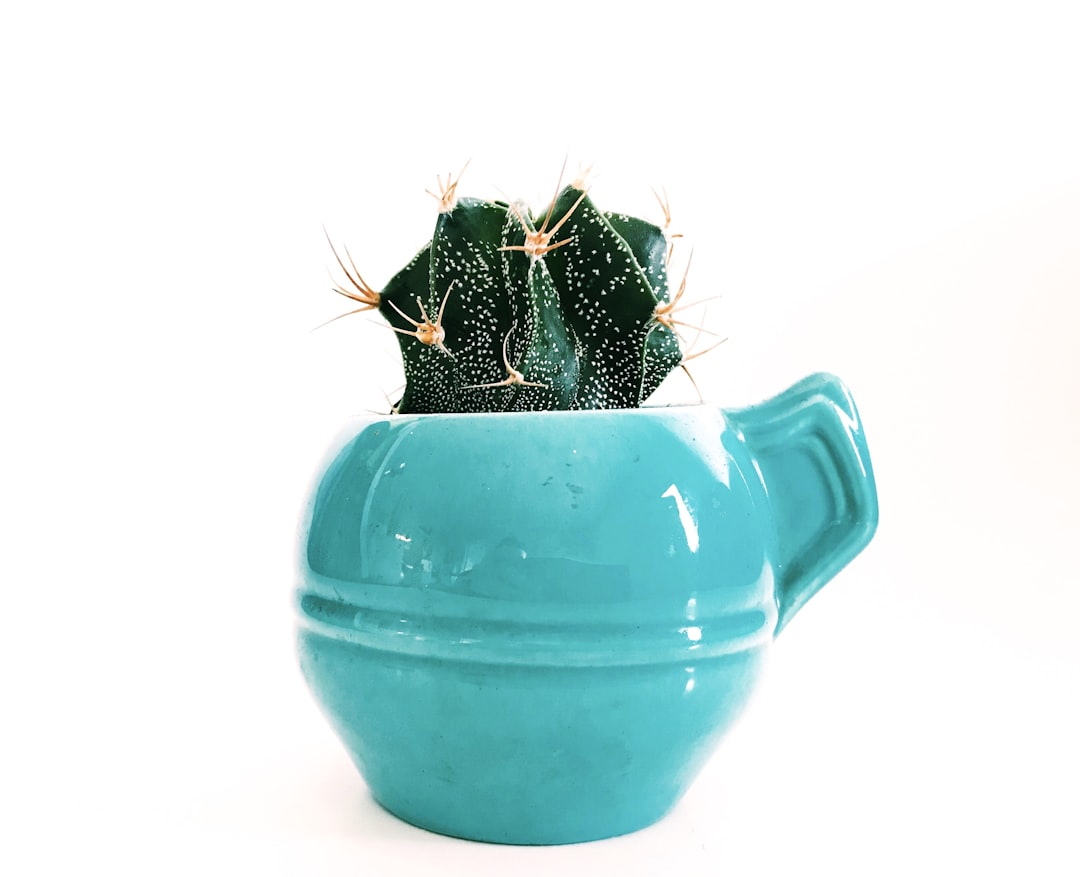 green succulent on blue ceramic pot, Reese Cactus