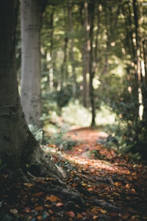 A tranquil forest path lined with colorful autumn leaves.