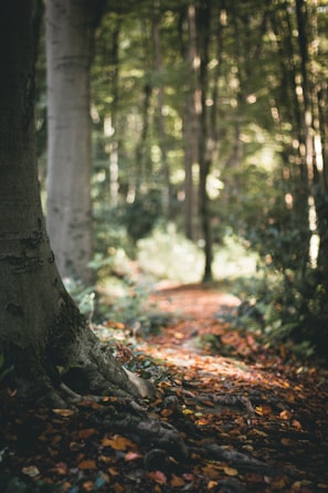 A tranquil forest path during autumn.