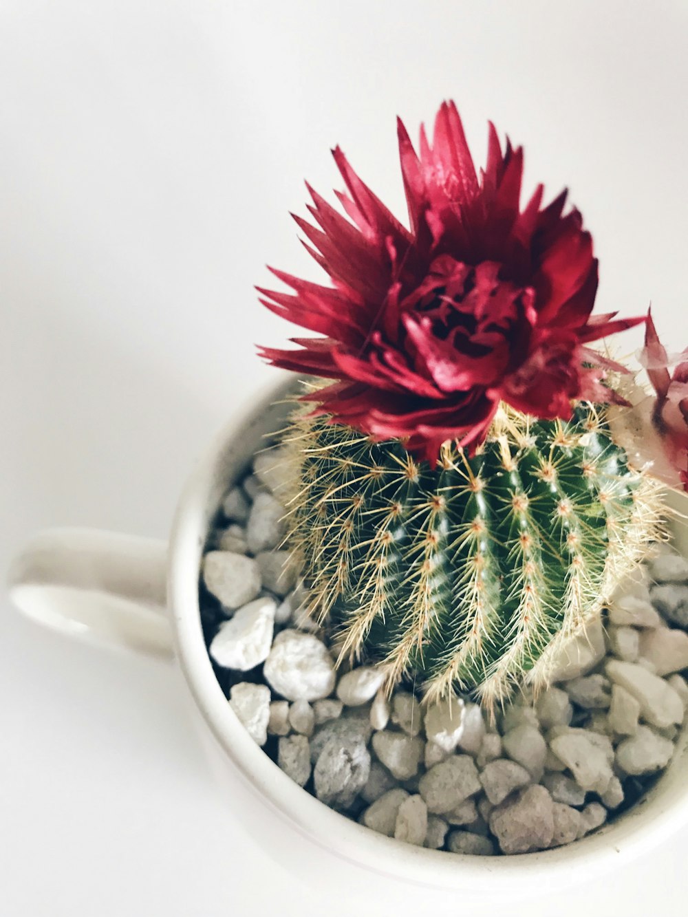 白い陶器のマグカップに赤い花