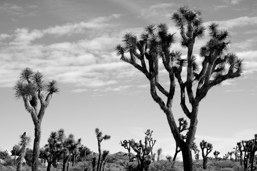 greyscale photography of tree under cloudy sky