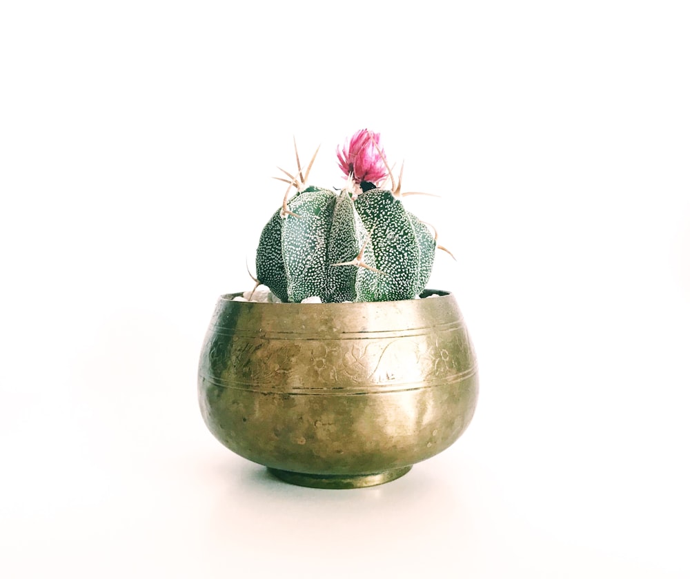planta de cactus de flor de pétalos rosados en maceta de color latón