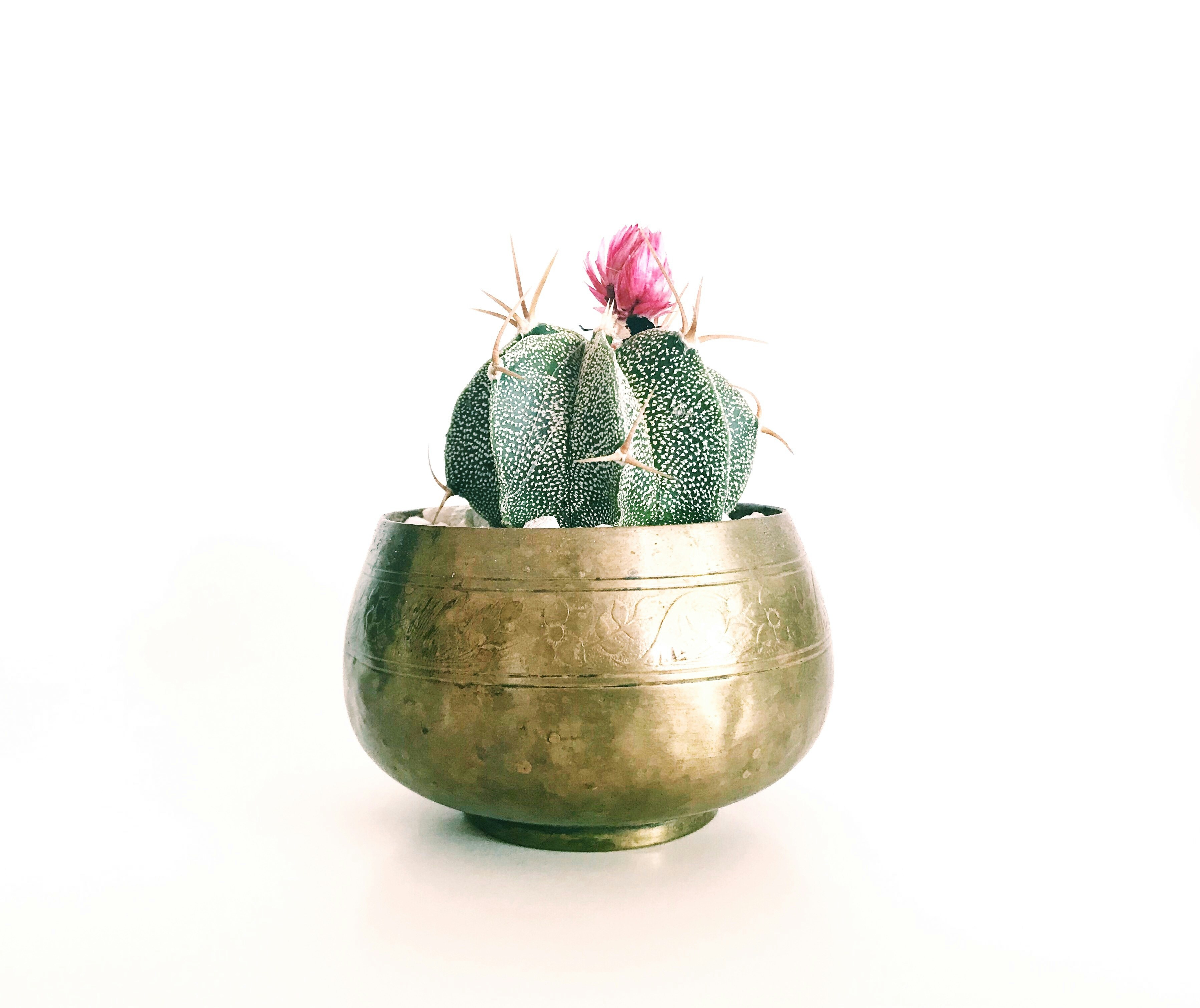 Leighton Cactus 2