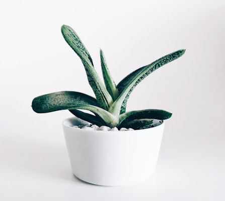 Indoor Plants and Succulents
