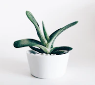 An elegant ceramic planter with a small green succulent, highlighting smooth finishes.