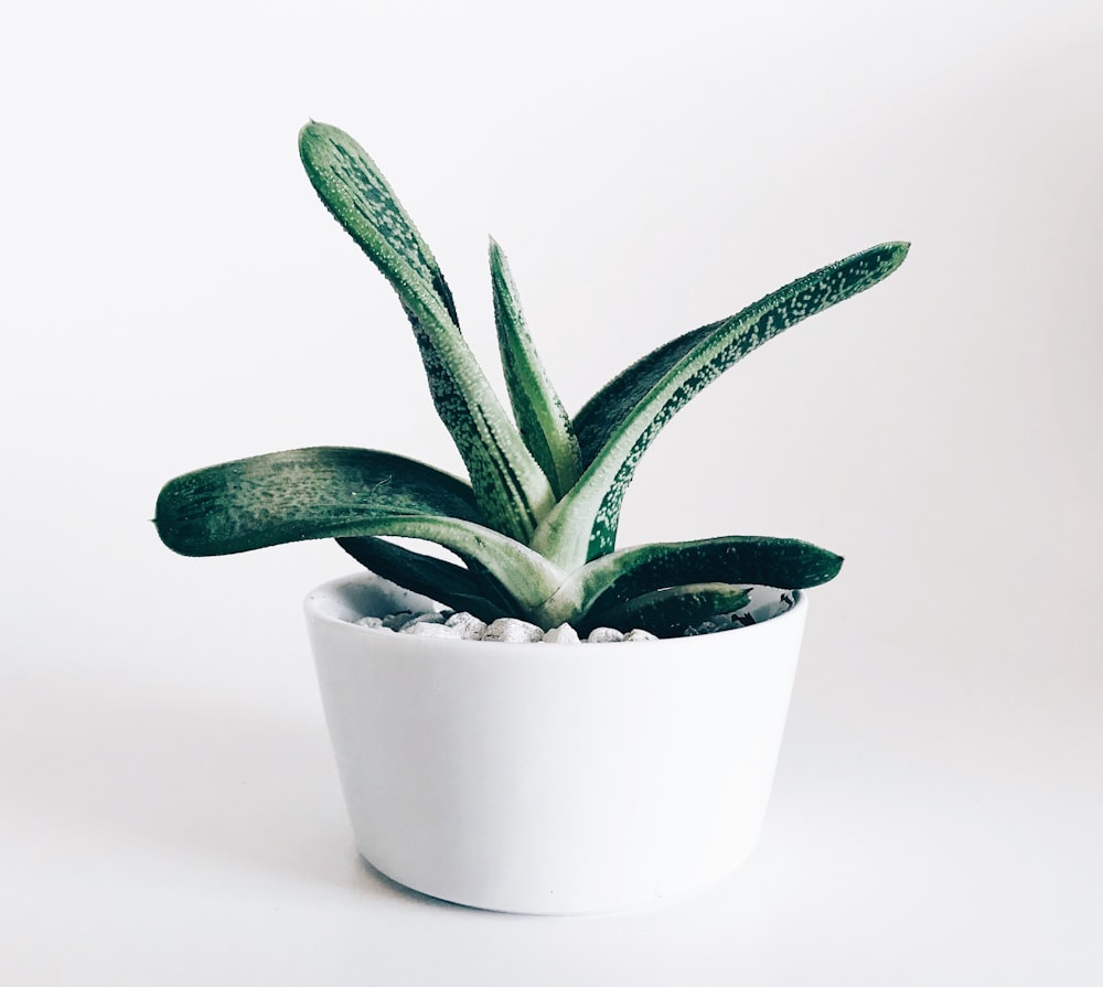 Maceta blanca con planta verde