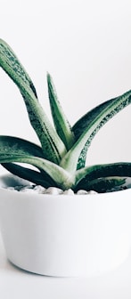 white pot with green plant