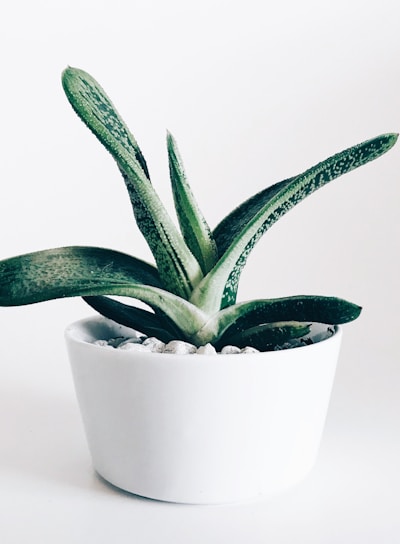 white pot with green plant