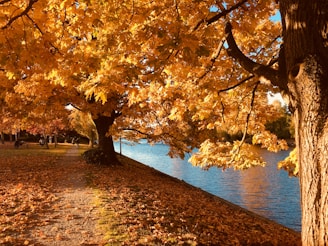 golden leafed trees near body of water