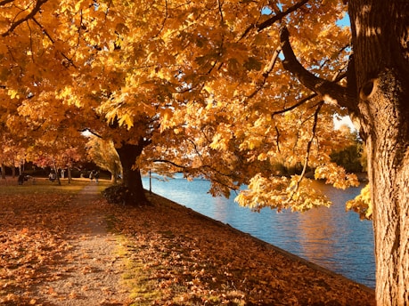 golden leafed trees near body of water