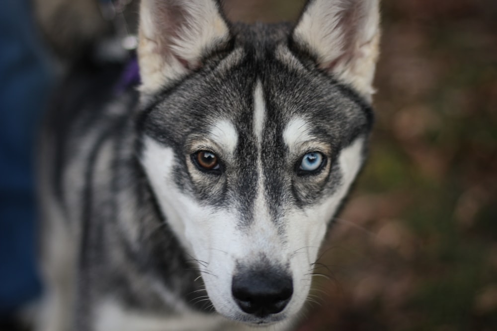 Fotografia de foco raso de cão preto e branco