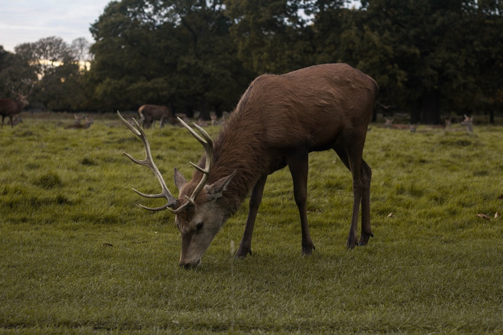 buck eating grass near tall trees