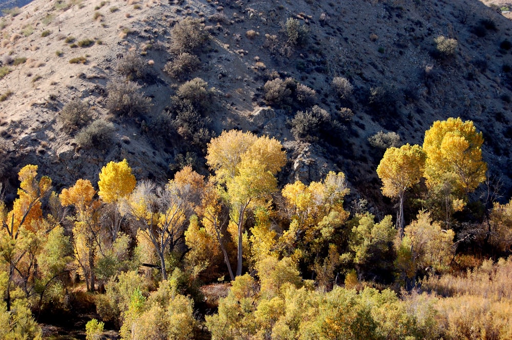 landscape photography of trees