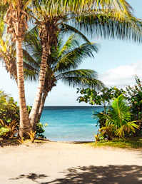 coconut tree on beach