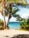 coconut tree on beach