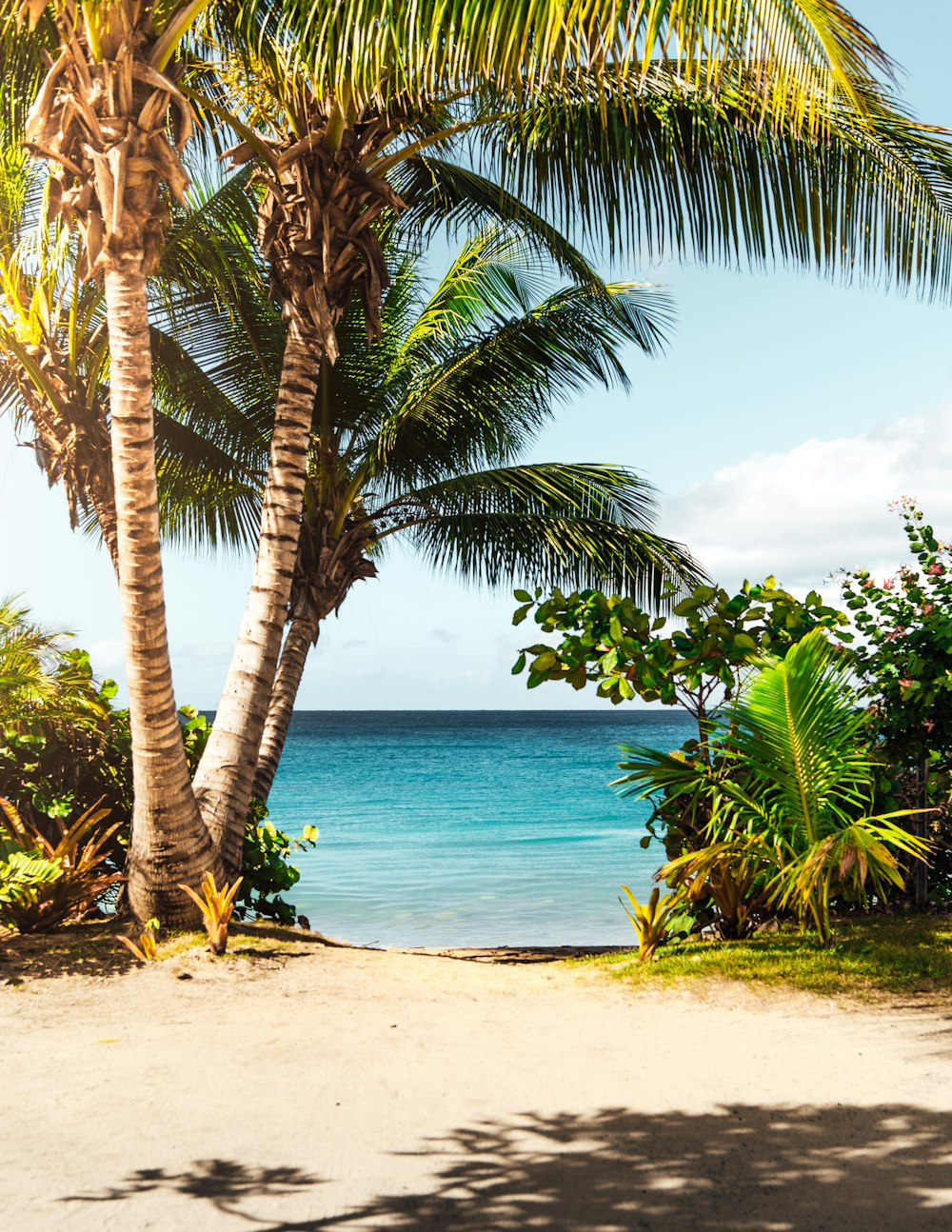 albero di cocco sulla spiaggia