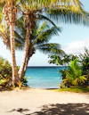 Palm trees over a tropical bay