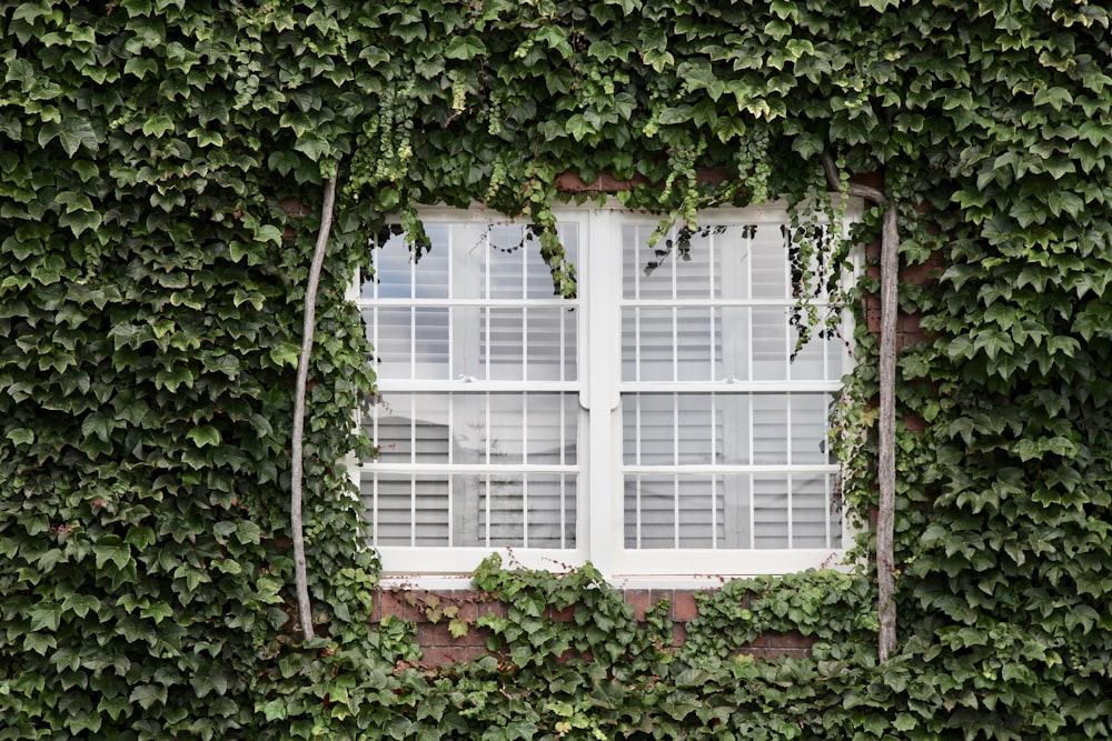 녹색 식물로 둘러싸인 흰색 창문