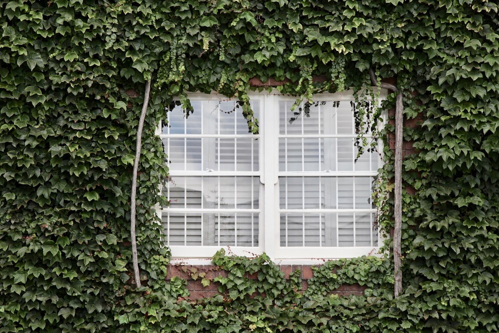 Ventana blanca rodeada de plantas verdes