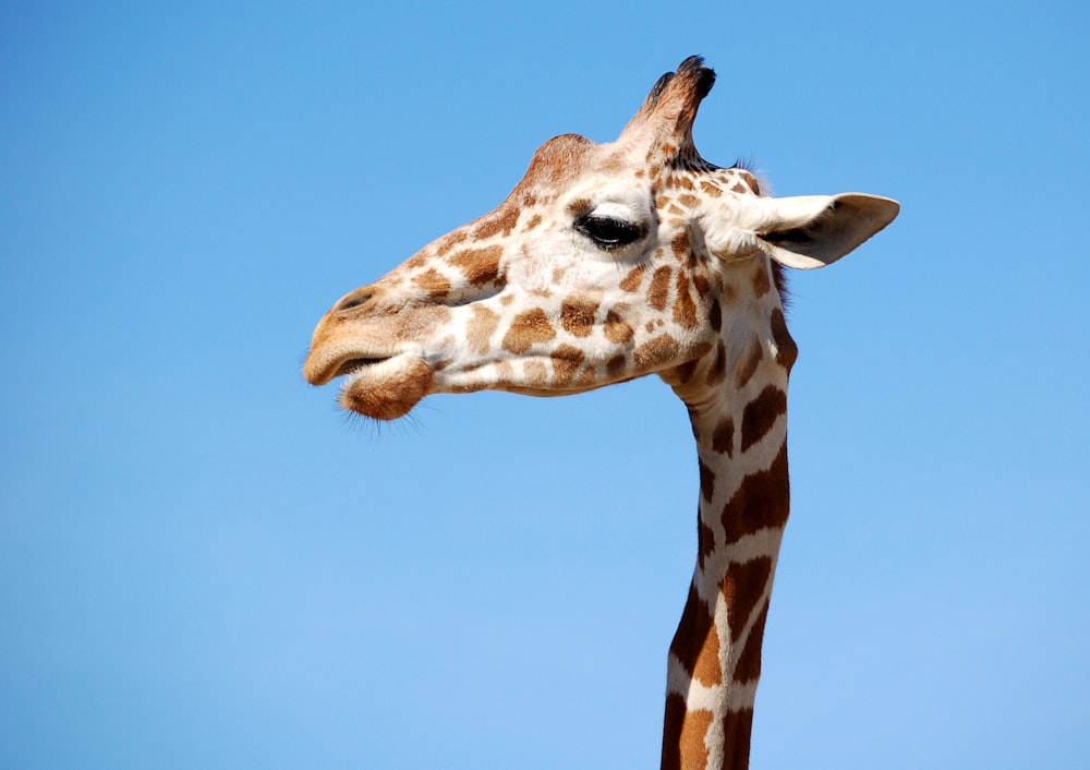 close view of giraffe's head