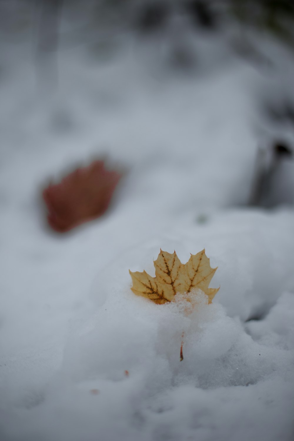 brown leaf on snow covered ground