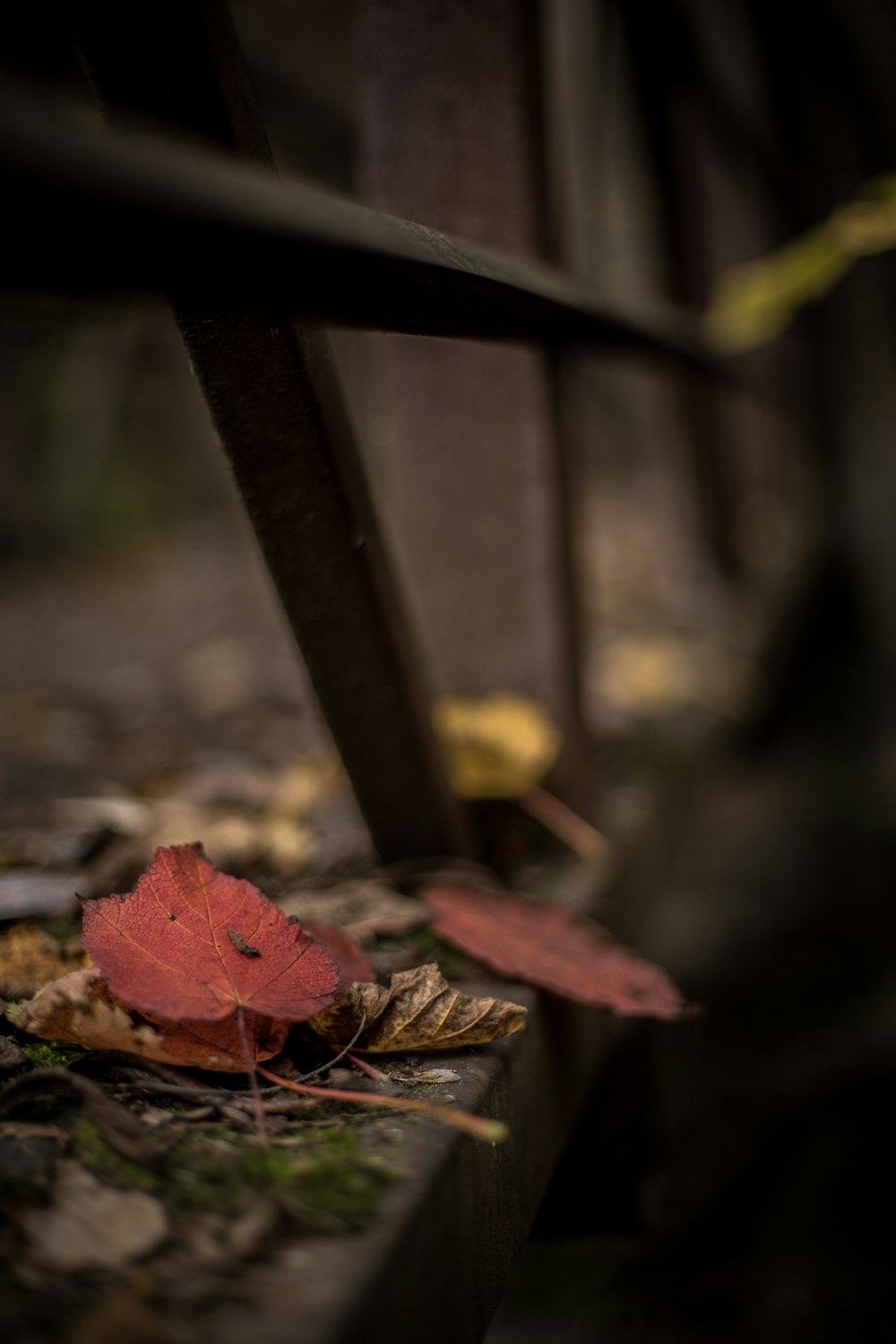 selective focus photography of brown leaf near gray metal rails