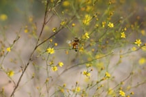 A honeybee is perched on a small yellow flower amidst a tangle of delicate branches. The background is out of focus, creating a sense of depth and emphasizing the bee and flowers. The scene conveys a natural and tranquil environment.