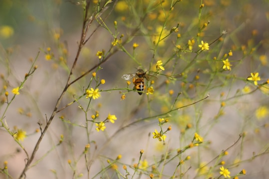 A honeybee is perched on a small yellow flower amidst a tangle of delicate branches. The background is out of focus, creating a sense of depth and emphasizing the bee and flowers. The scene conveys a natural and tranquil environment.