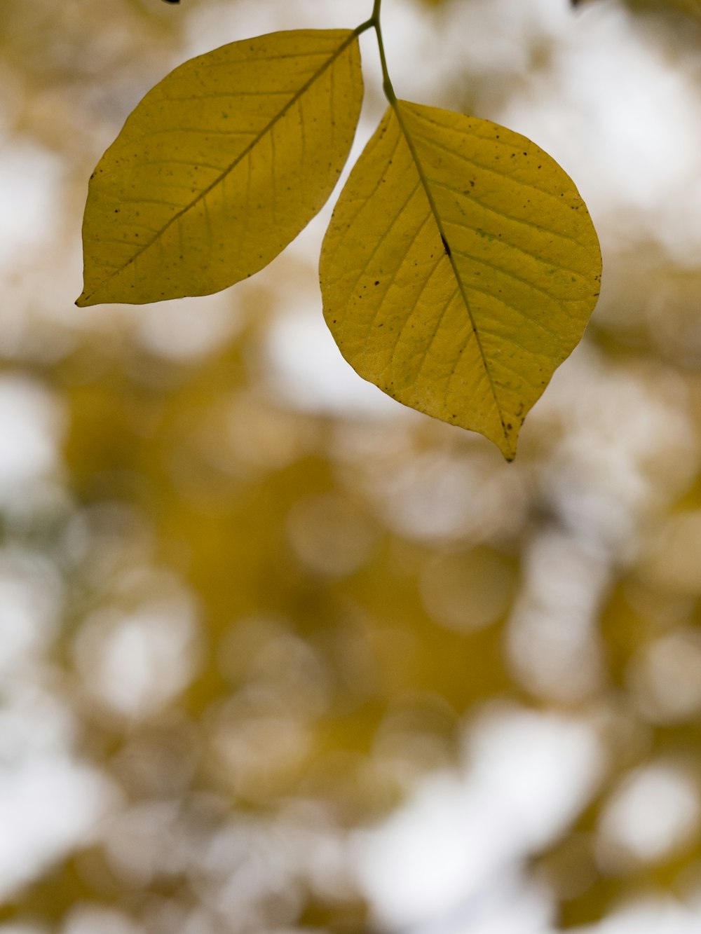 green-leafed photography