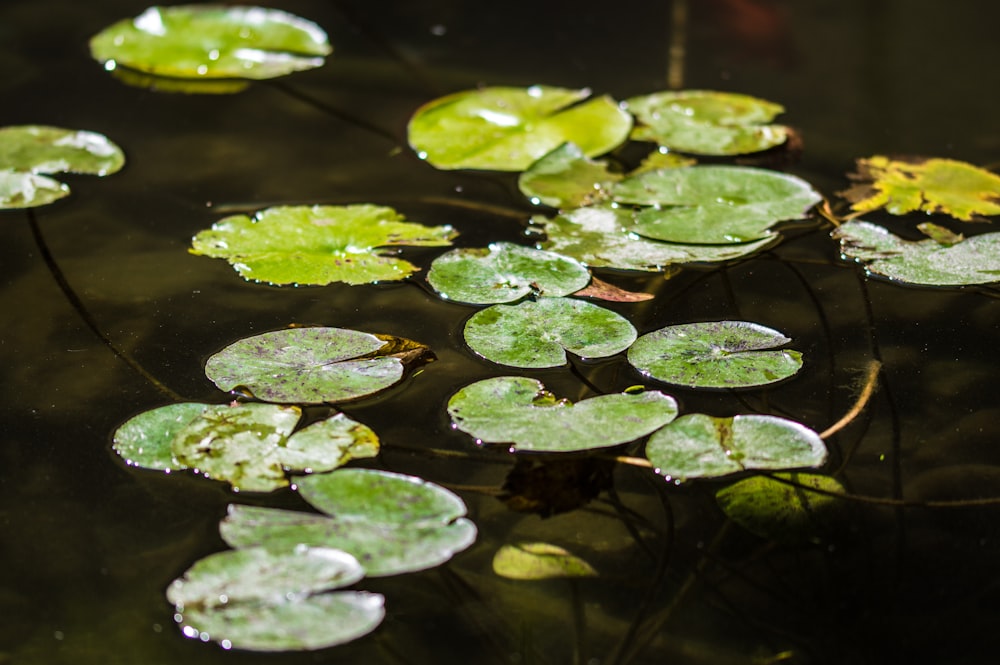 green lily pads on body of water