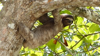 Sloth Sanctuary Roatan