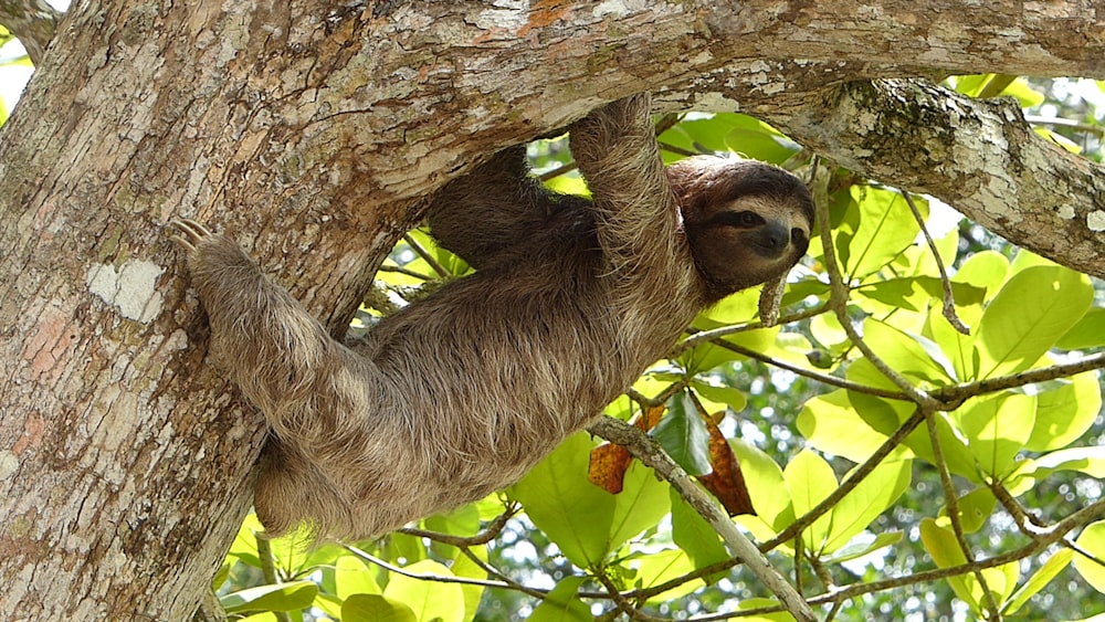 animal marrón colgando de un árbol