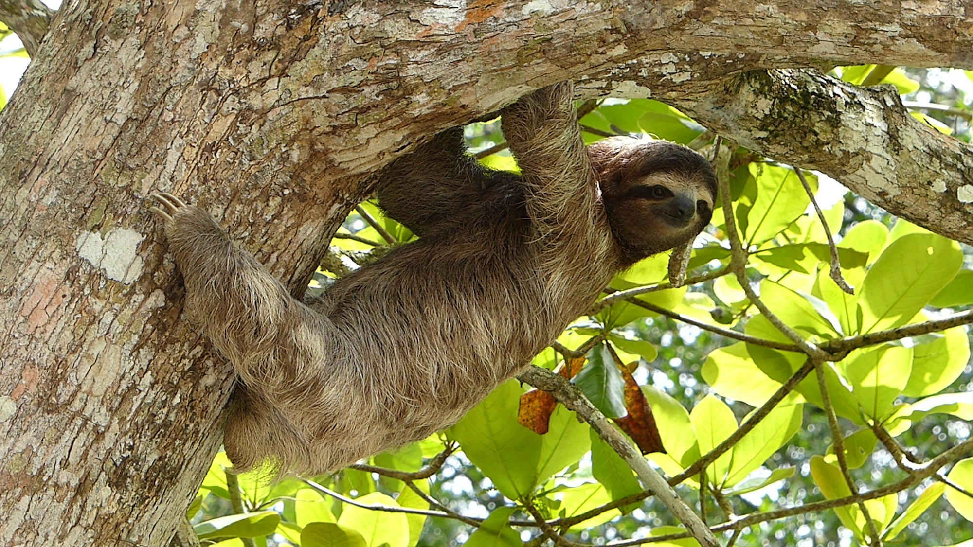 Costa Rica, Sloth