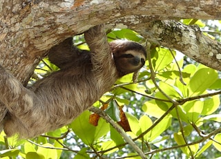 brown animal hanging on tree