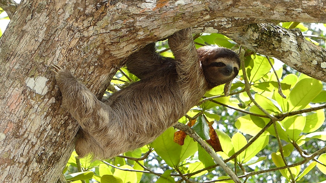Uncover the Fascinating Tunnels Made by Giant Sloths - A Journey th… — Uncover the Fascinating Tunnels Made by