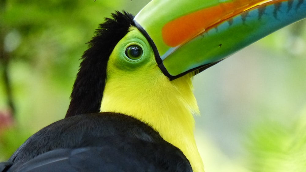 shallow focus photography of bird