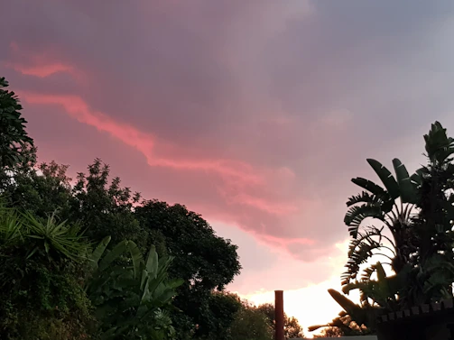 A vibrant photo of community members planting trees together at sunrise, symbolizing growth and hope.
