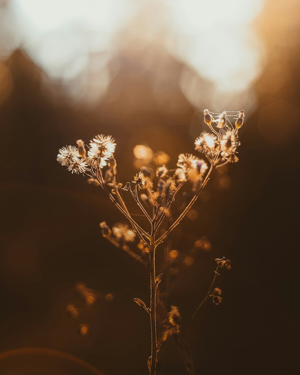 closeup photo of white petaled flowers