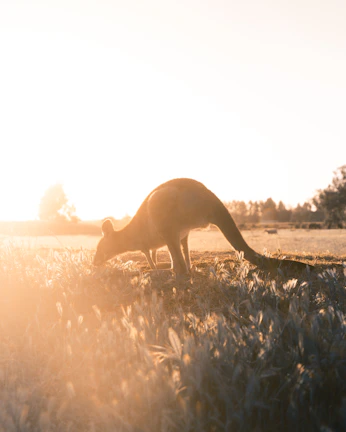 A lone kangaroo silhouetted against the early morning light on a dusty trail.
