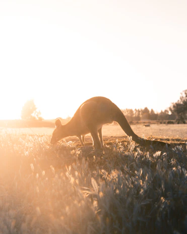 Silhouetted kangaroo against a fiery sunrise sky in the outback.