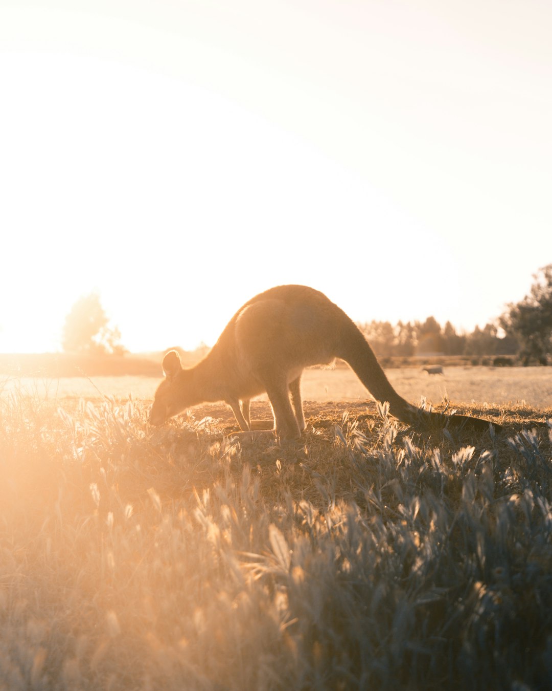  brown joey on grass field kangaroo