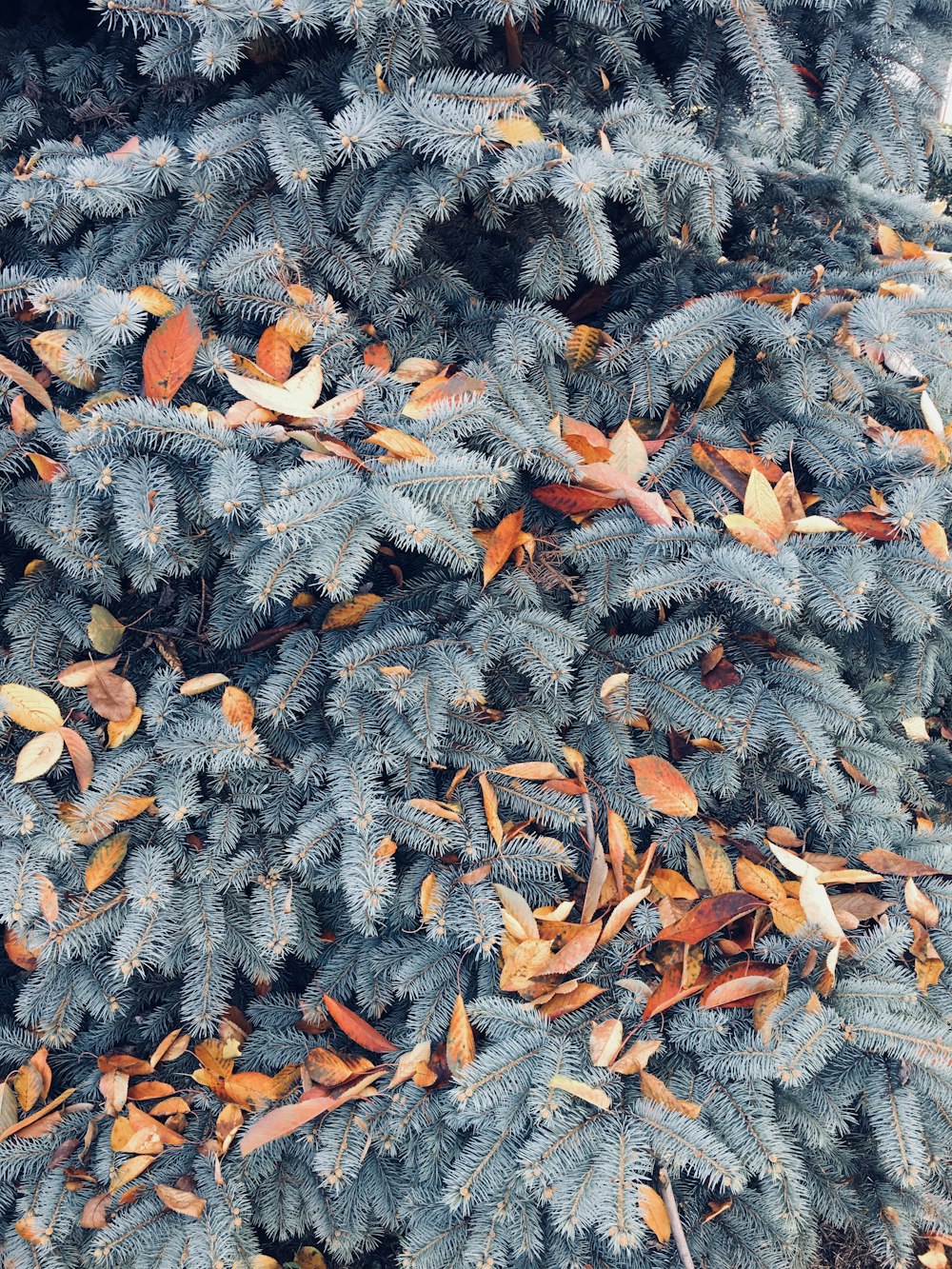 green pine tree with orange leaves at daytime