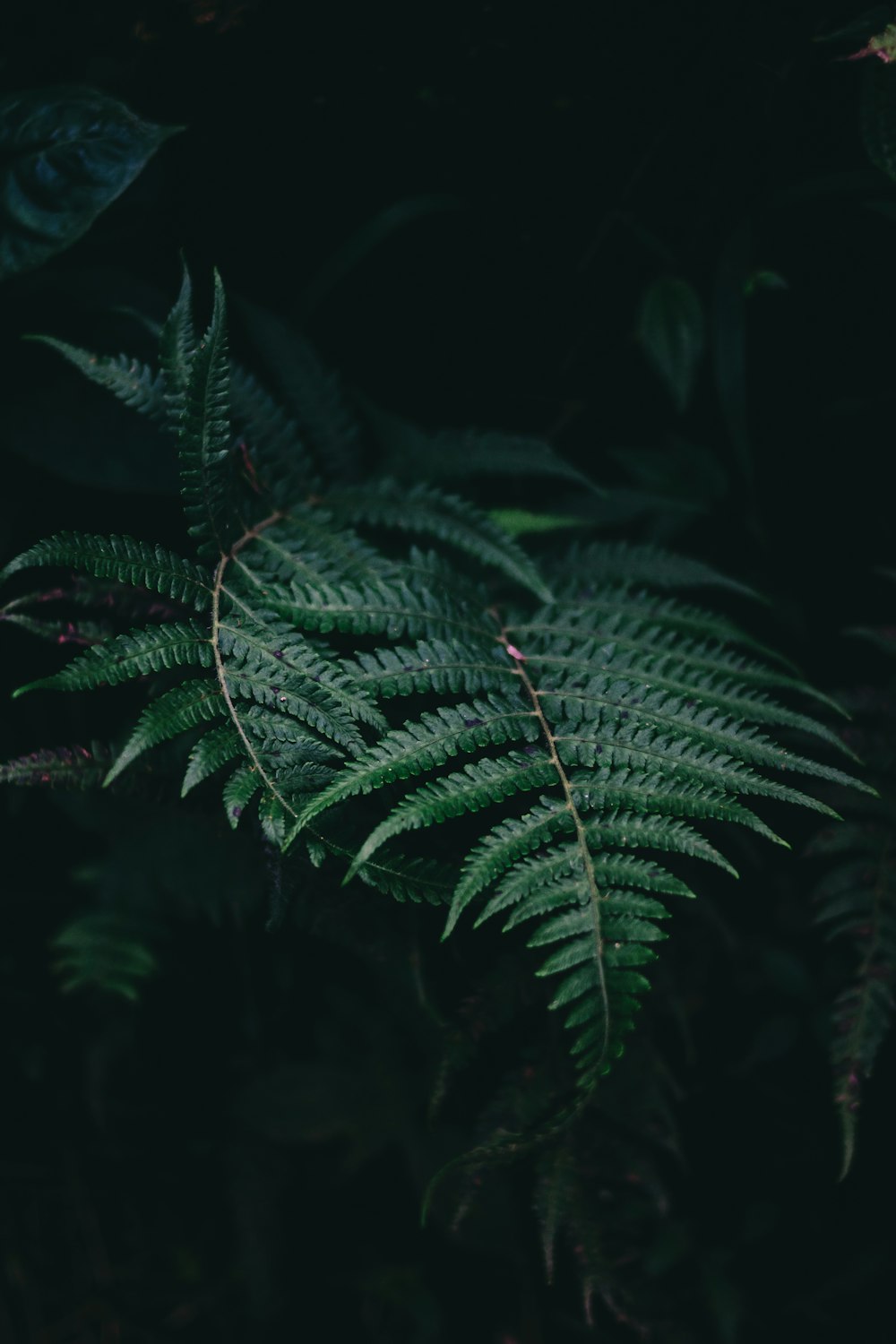 Fotografía de enfoque superficial de una planta de helecho