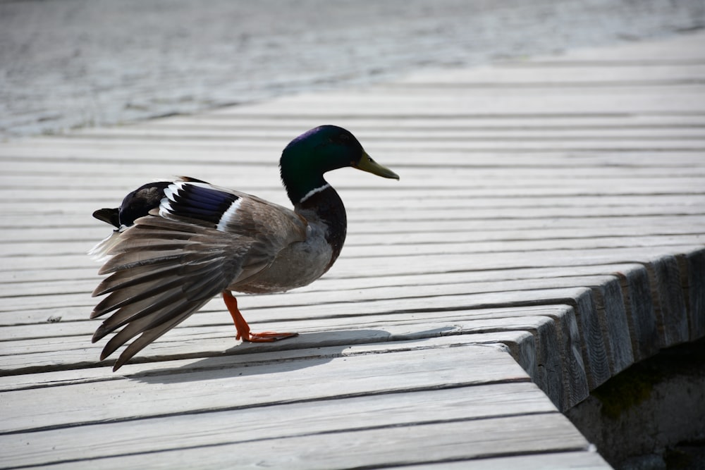 Pato Mallard marrom e preto em pé na ponte de madeira marrom