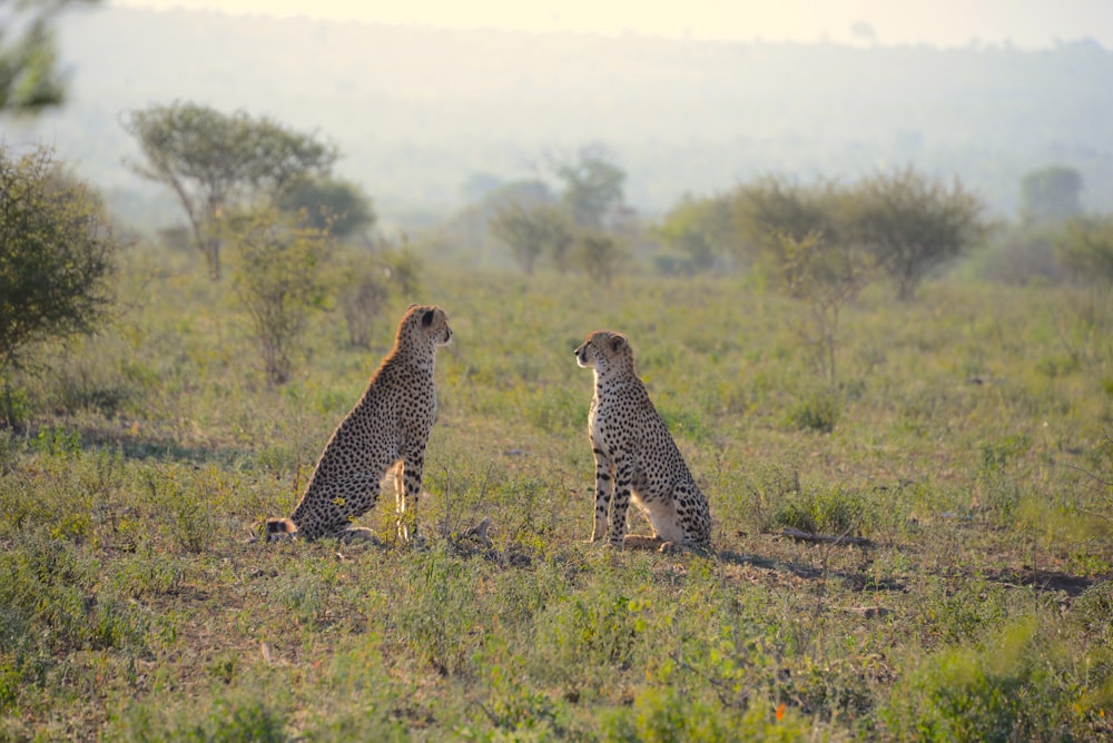 two cheetahs sitting on green grass field